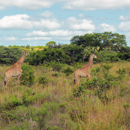 9- Mozambique 1